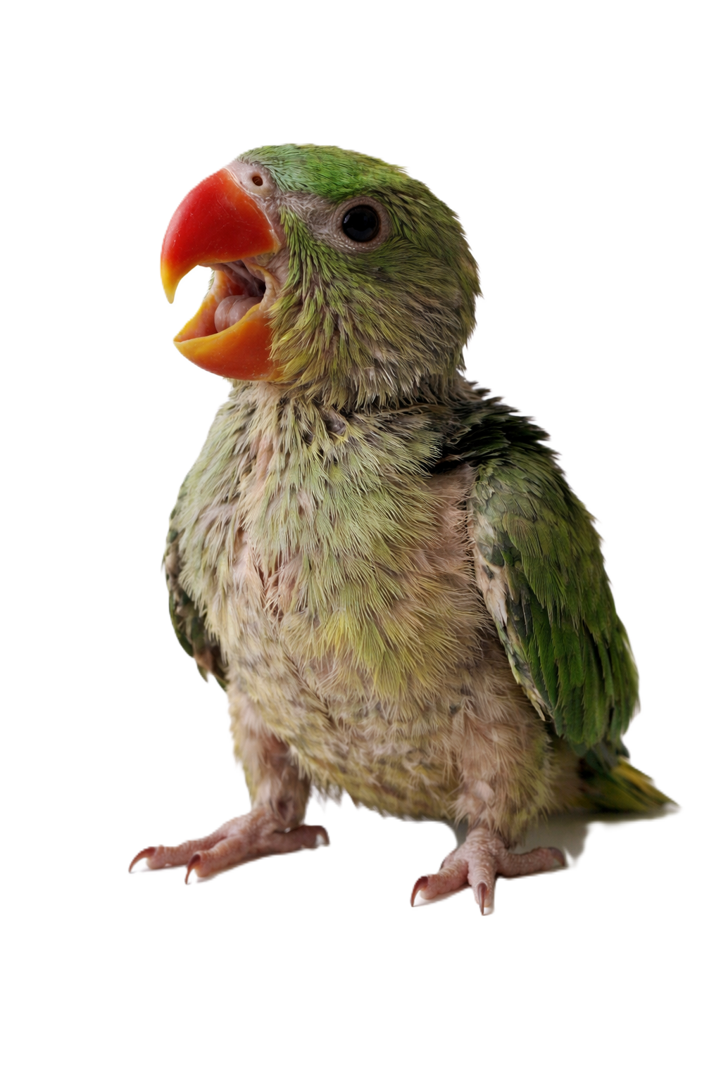 Baby parakeet